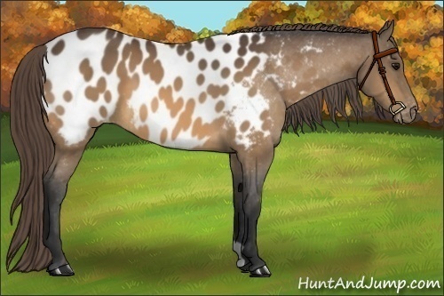 Horse Color:Buckskin Blanket