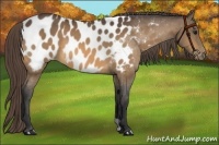 Horse Color:Buckskin Appaloosa