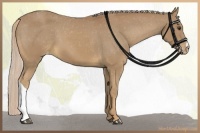 Horse Color:Palomino Varnish