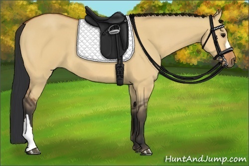 Horse Color:Bay Dun