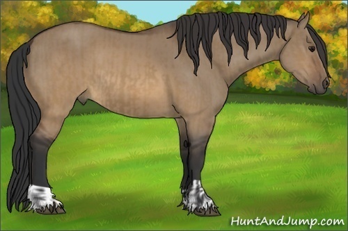 Horse Color:Brown Dun and Brown Dun