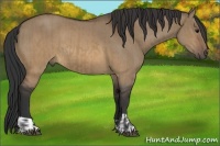Horse Color:Brown Dun and Brown Dun