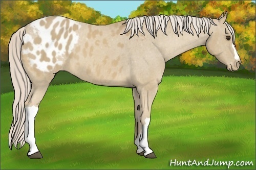 Horse Color:Palomino Appaloosa