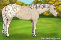 Horse Color:Palomino Appaloosa 