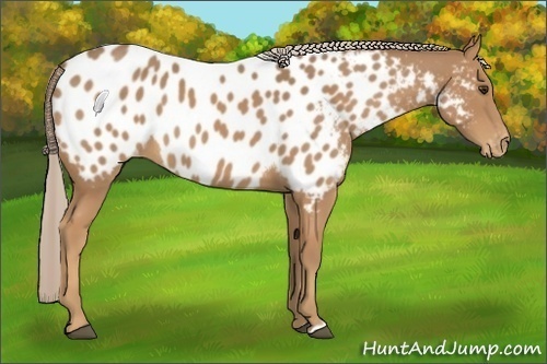 Horse Color:Palomino Near Leopard