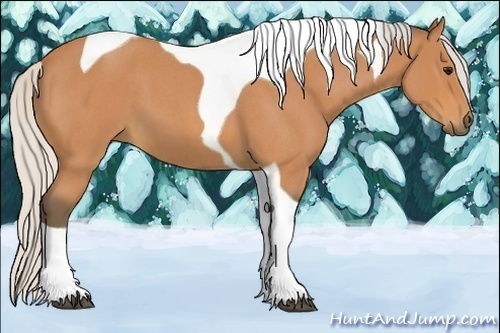 Horse Color:Silver Bay Roan Tobiano 