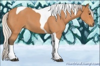 Horse Color:Silver Bay Roan Tobiano