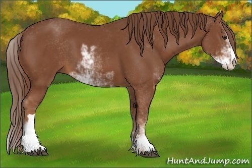 Horse Color:Chestnut Sabino