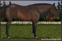 Horse Color:Gray Bay 