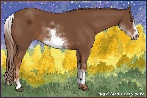 Horse Color:White Spotted Chestnut Sabino Frame