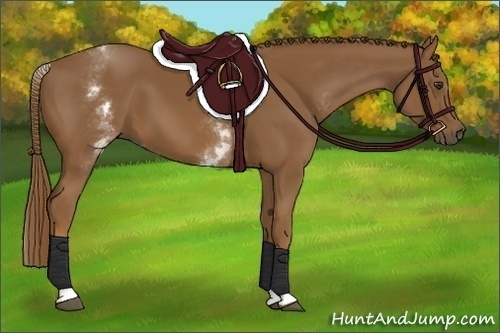 Horse Color:White Spotted Chestnut Sabino 