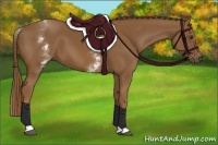 Horse Color:White Spotted Chestnut Sabino