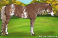 Horse Color:White Spotted Chestnut Sabino 