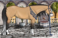 Horse Color:Bay Dun Splash 