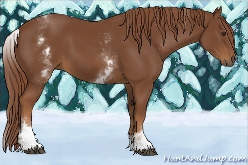 Horse Color:White Spotted Chestnut Sabino 