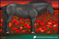 Horse Color:Black 