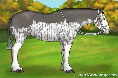 Horse Color:Grullo Sabino Splash  and Grullo Sabino Splash 