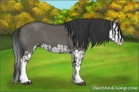 Horse Color:Grullo Sabino Splash  and Grullo Sabino Splash 