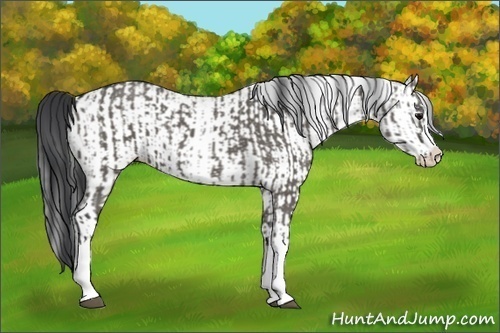 Horse Color:Grullo Sabino Splash and White Spotted Grullo Sabino Splash