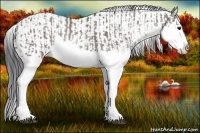 Horse Color:Grullo Sabino Splash  and Grullo Sabino Splash 