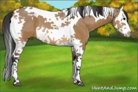 Horse Color:Bay Dun Splash Tobiano  and Bay Dun Splash Tobiano 