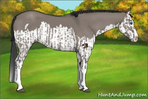 Horse Color:Grullo Sabino Splash  and Grullo Sabino Splash 