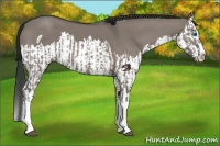 Horse Color:Grullo Sabino Splash  and Grullo Sabino Splash 