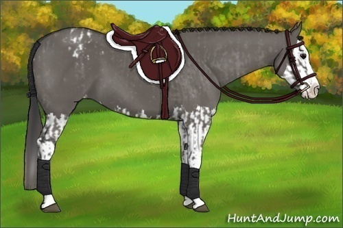 Horse Color:Grullo Sabino Splash Appaloosa and Grullo Sabino Splash