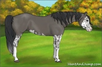 Horse Color:Grullo Sabino Splash  and Grullo Sabino Splash 
