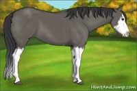 Horse Color:Grullo Sabino Splash  and Grullo Sabino Splash 