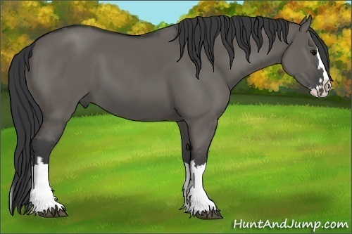 Horse Color:Grullo Sabino Splash  and Grullo Sabino Splash 
