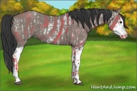 Horse Color:Grullo Sabino Splash  and Grullo Sabino Splash 