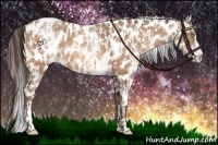 Horse Color:Sable Champagne Leopard  and White Spotted Sable Champagne Leopard 