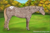 Horse Color:Chestnut Ice Appaloosa 