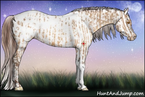Horse Color:Sable Champagne Sabino Tobiano Appaloosa  and Sable Champagne Sabino Appaloosa 
