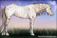 Horse Color:Sable Champagne Sabino Tobiano Appaloosa  and Sable Champagne Sabino Appaloosa 