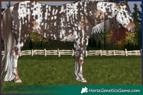 Horse Color:Chocolate Palomino Pearl Splash Tobiano and Liver Chestnut Sabino