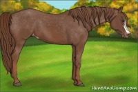 Horse Color:Chestnut Varnish 
