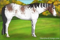 Horse Color:White Spotted Bay Roan 