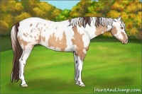 Horse Color:Sable Champagne Sabino Tobiano Appaloosa and Sable Champagne Sabino Tobiano Appaloosa