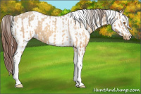 Horse Color:Sable Champagne Sabino Tobiano Appaloosa  and Gray Sable Champagne Sabino Tobiano Appaloosa 