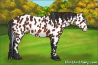 Horse Color:Bay Leopard 