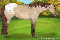 Horse Color:Chocolate Bay Dun Appaloosa