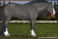 Horse Color:Black Sabino