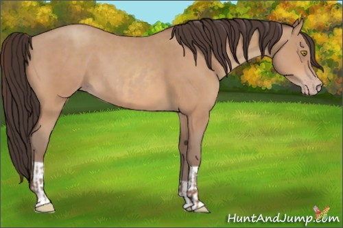 Horse Color:Amber Champagne and Amber Champagne