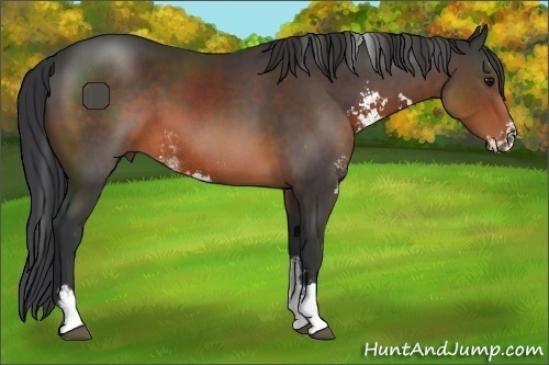 Horse Color:Brown Sabino Rabicano 