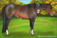 Horse Color:Brown Sabino Rabicano 