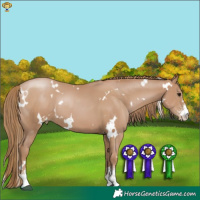 Horse Color:White Spotted Black Pearl Sabino Rabicano 