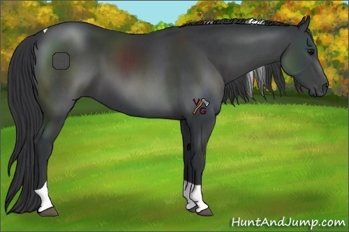 Horse Color:Black Sabino Tobiano Rabicano