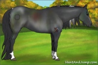 Horse Color:Black Sabino Tobiano Rabicano 